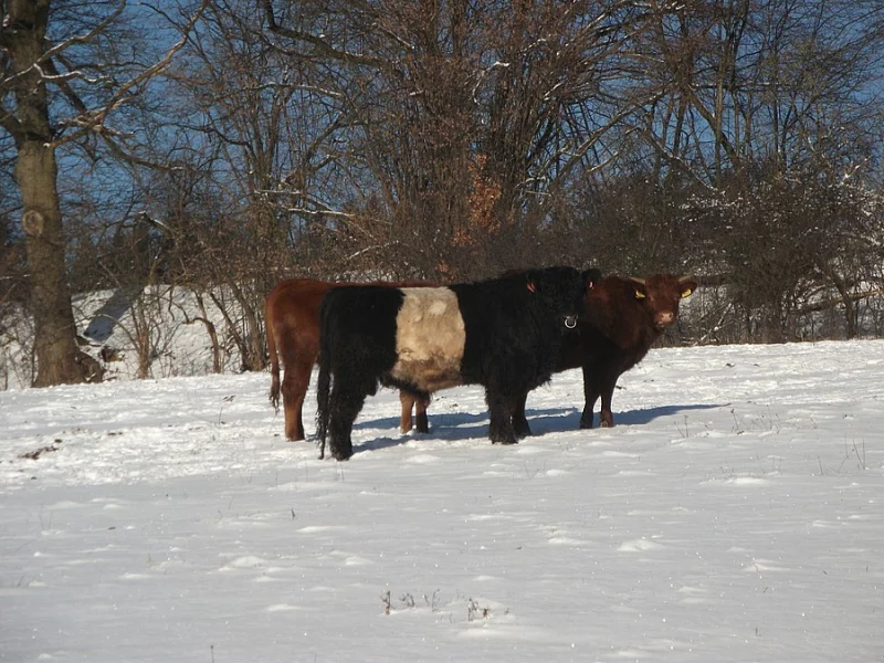 Plemenný býk Galloway